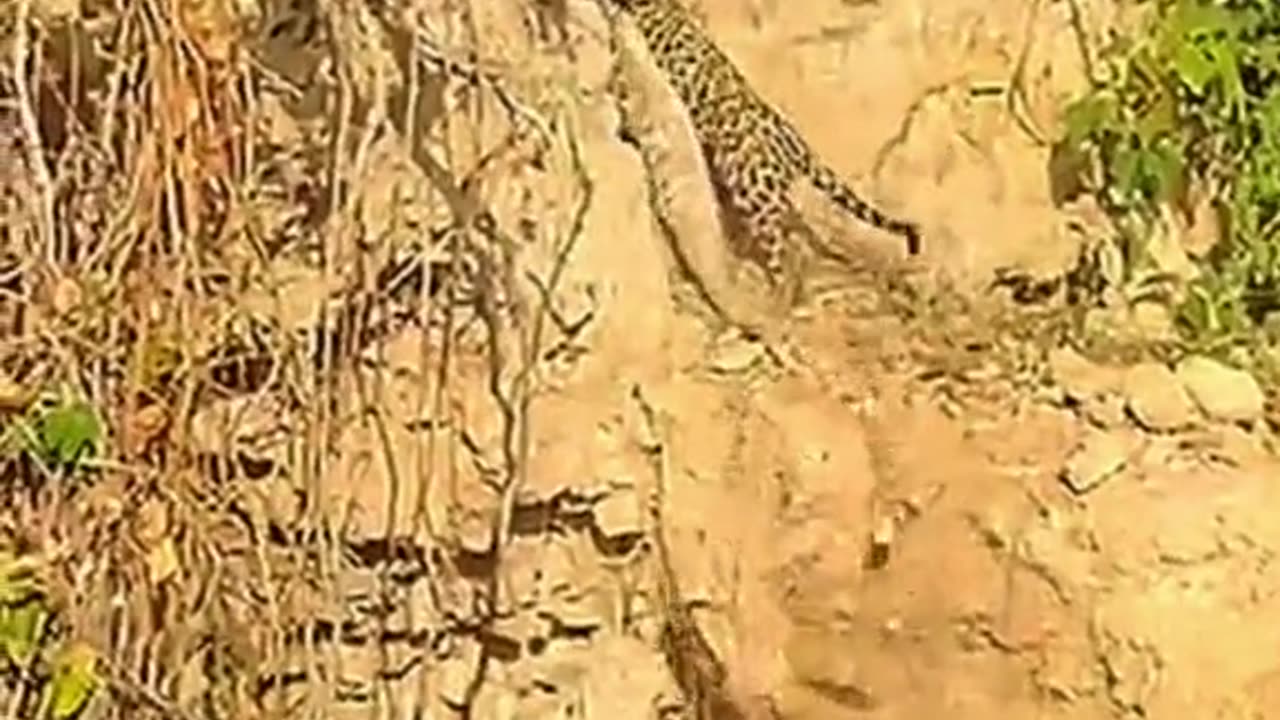 Leopard catches the crocodile