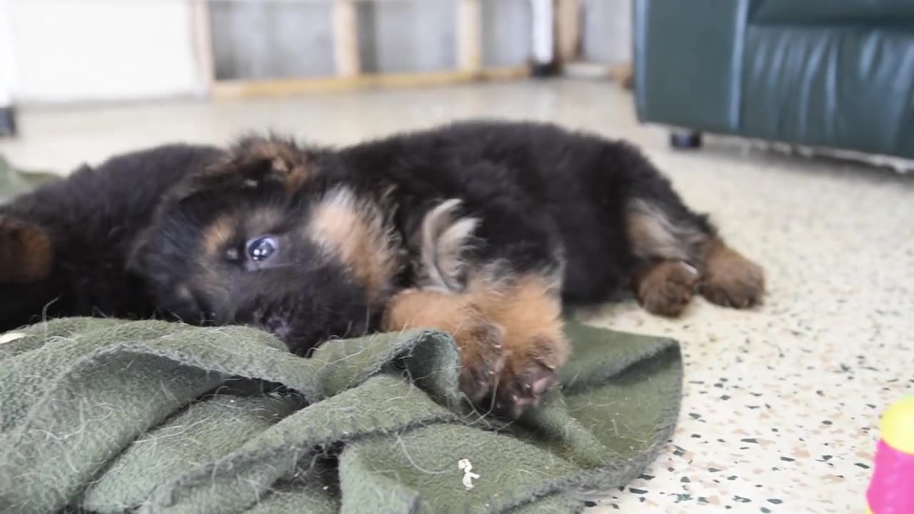 Golden Retriever Meets New German Shepherd Puppy for the First Time! viral video