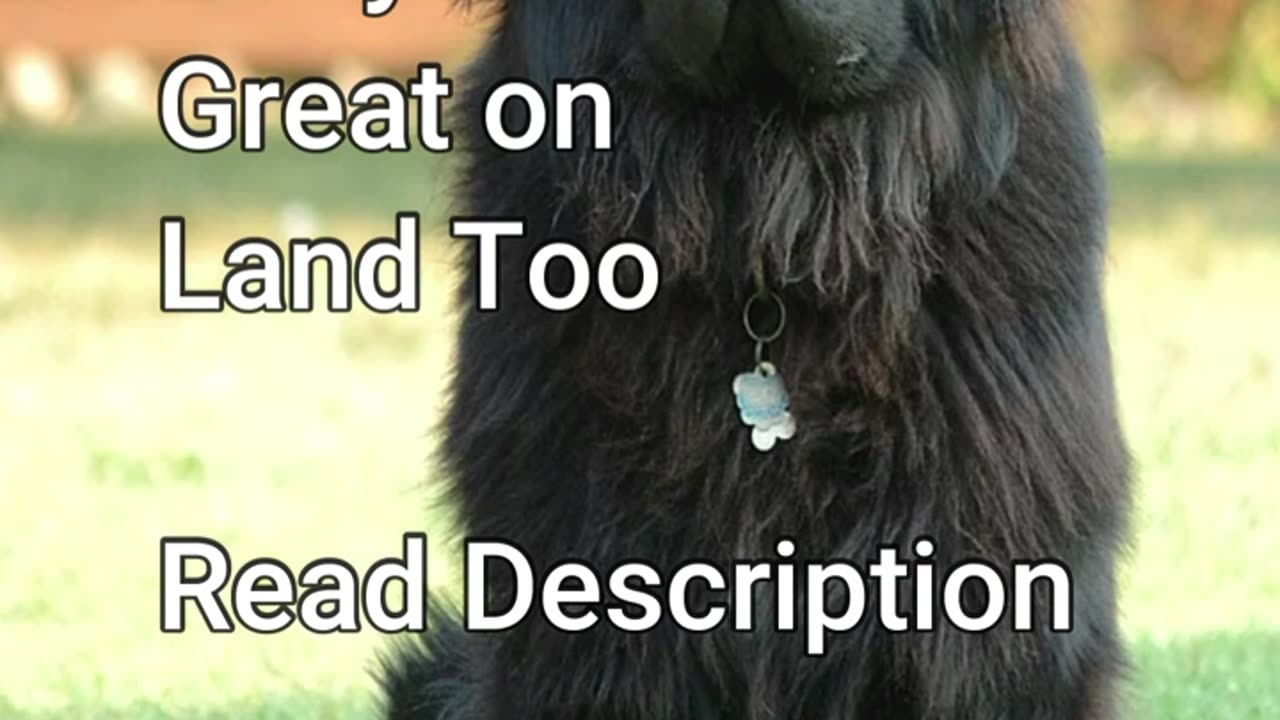 Quick Facts - 5 Quick Facts About Newfoundland Dogs