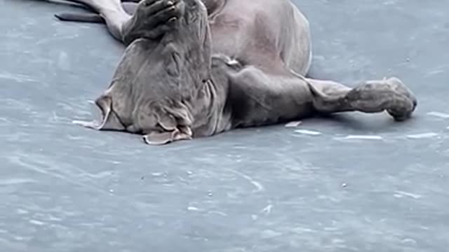 Giant Great Dane naps on a trampoline | LADbible