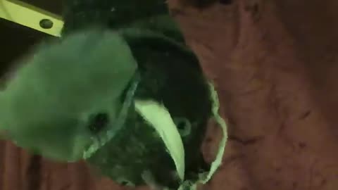 Upsidedown Duck Puppet