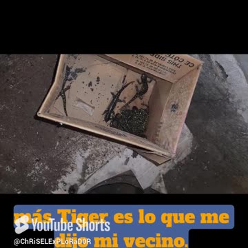 "¡Rescate un animal atrapado en un hueco! 🦎💦" 5