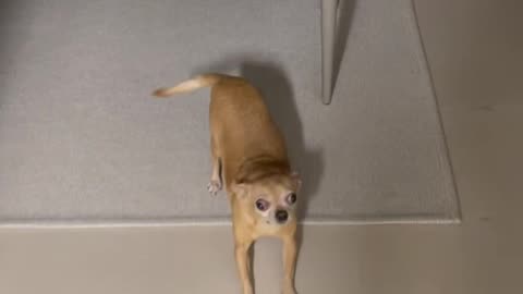 Chihuahua welcomes you after work