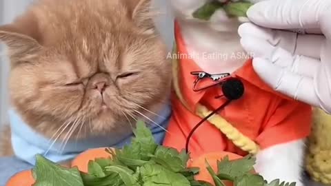 Animals doing ASMR Ep:10