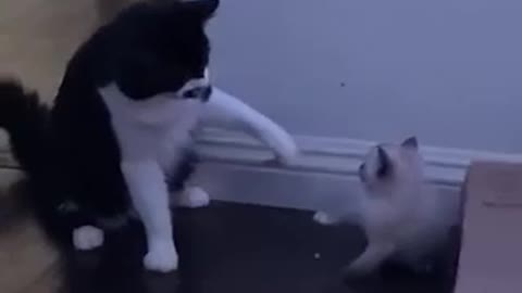 The father cat play with his kid.