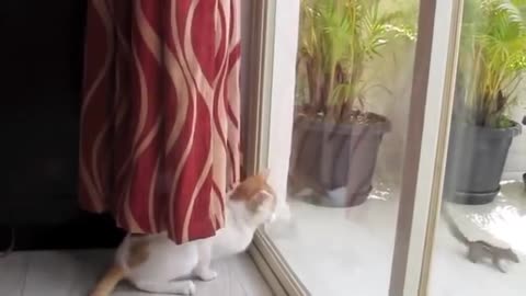 Fanny cats 🐈 😻