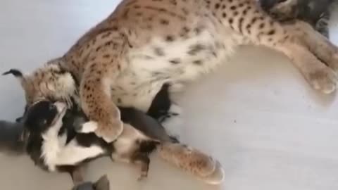 Very funny video cut cat fight with mother
