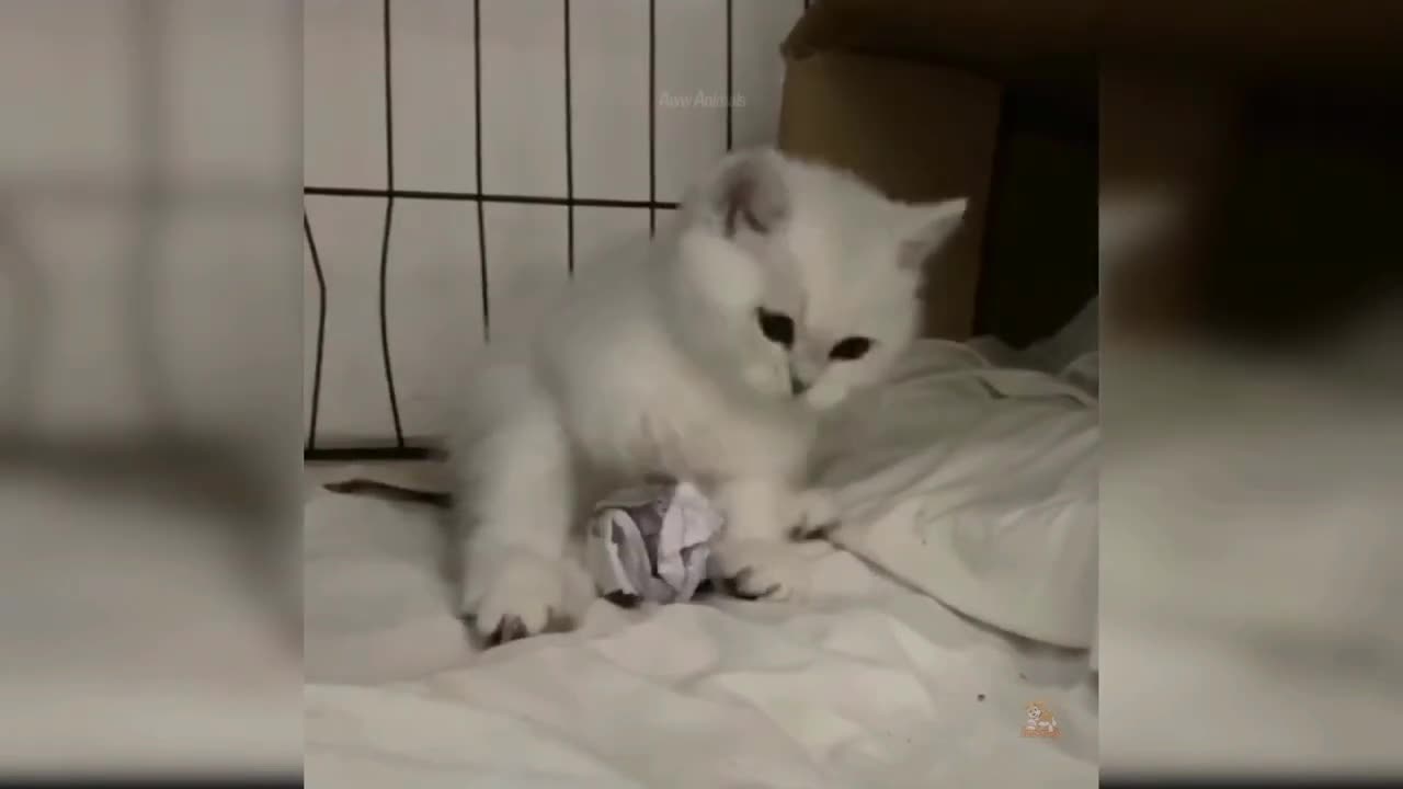 Funny Cat /Very Funniest Cat