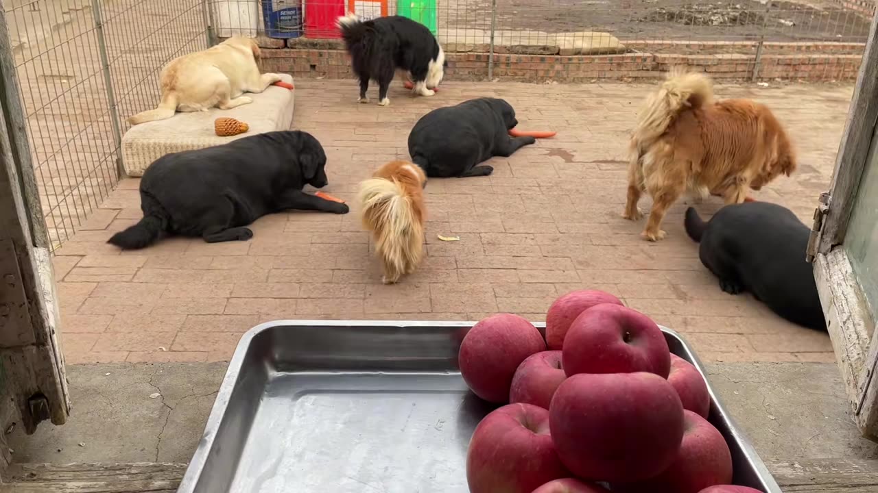 Today we eat sausages and apples, we are full together!