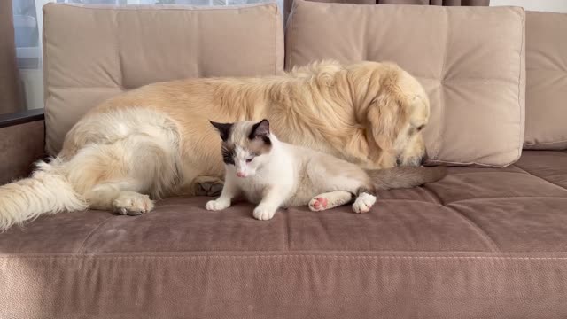 Can a Golden Retriever and a Kitten Love Each Other