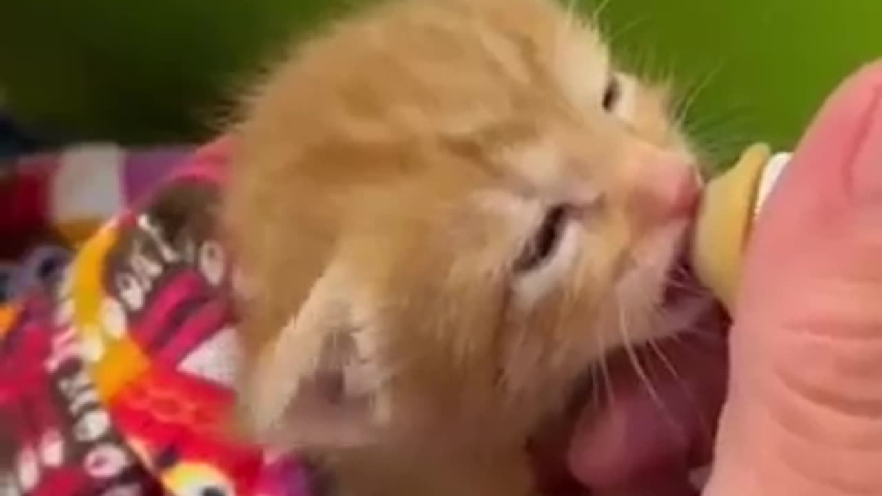 The Funniest Cats That Will Make You Laugh Nonstop – Must-See Videos! 😹"