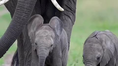 Mother With Baby Elephants