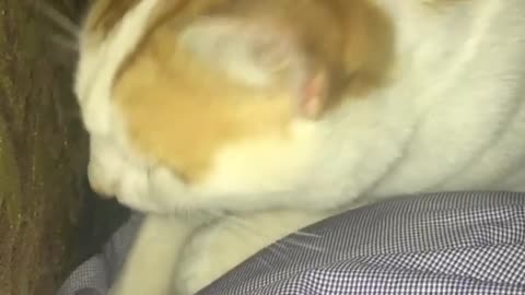 cat massage
