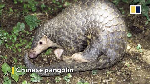 Bright lights, big city, wild animals: Hong Kong’s wildlife