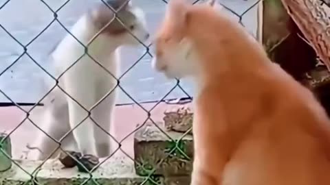 What just happened , orange juice
