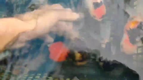 Best quality goldfish collection at goldfish farm-14