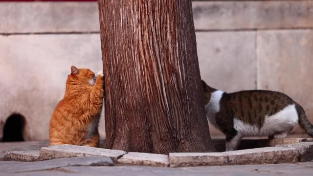 Two kittens had a race to climb a tree