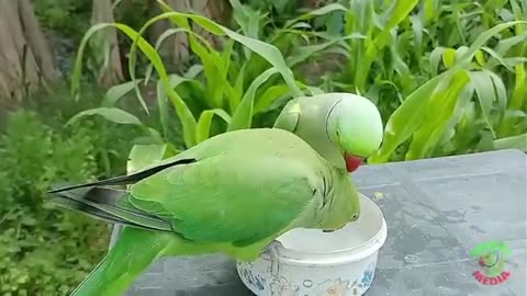 My _Parrot_Talking_Mummy