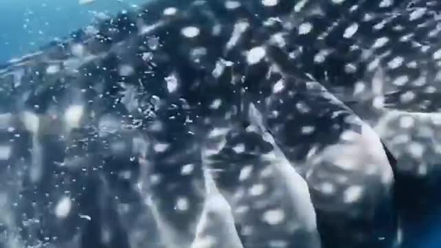 The whale