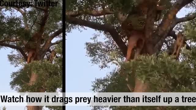 Watch leopard show's off kill drags prey heavier than it self up tree