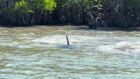 Hammerhead Shark Hunts Stingrays || Viral Verse