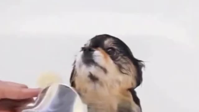 #funny dog @@@ dog reaction confusing video