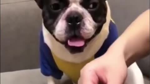cute dog is surprised #viral #Shorts #tiktok