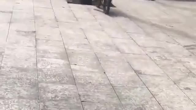 A monkey who can ride a bike hit a tree on his bike