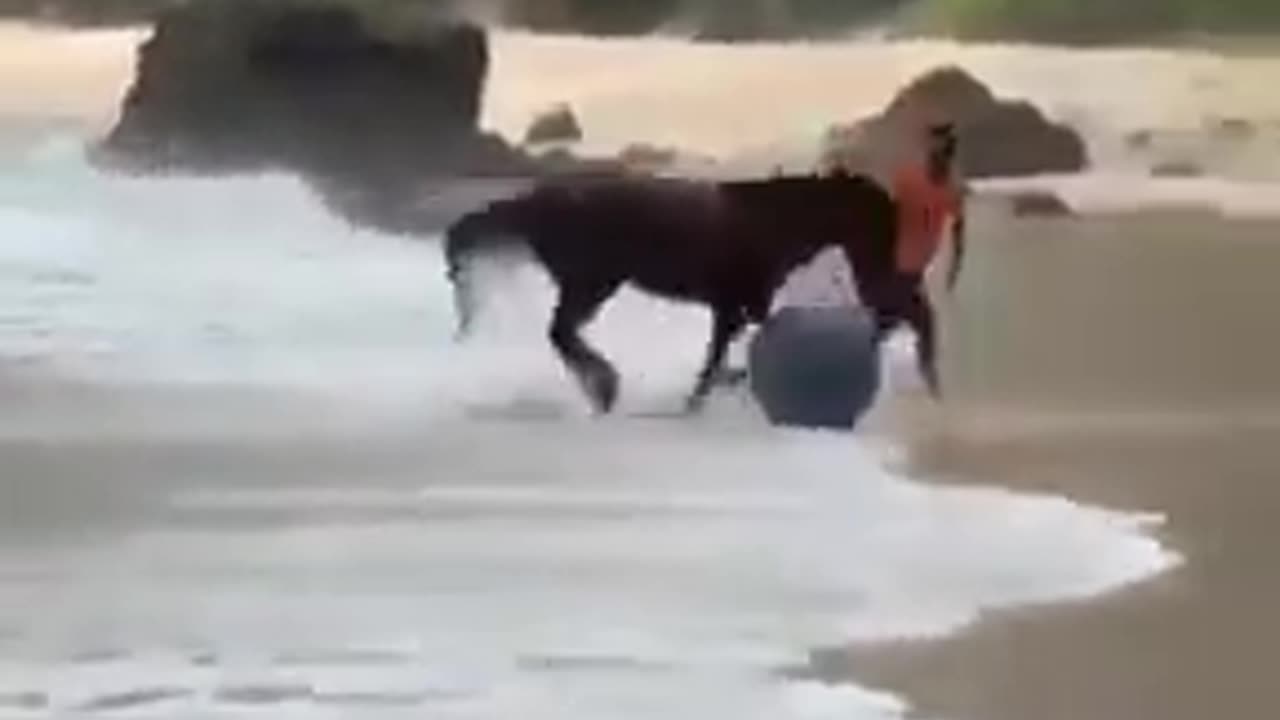 Horse Playing with Big Ball #shorts #viral #shortsvideo #video