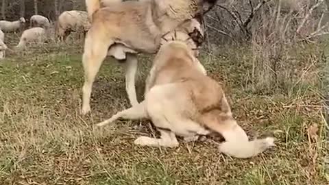 Dogs smal mouth