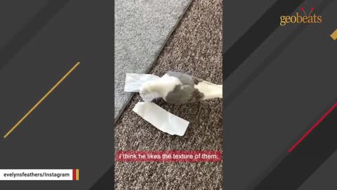 Woman brings home a pigeon. But he starts to fetch like a dog