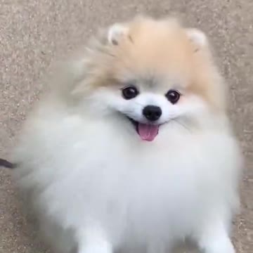 cute puppy