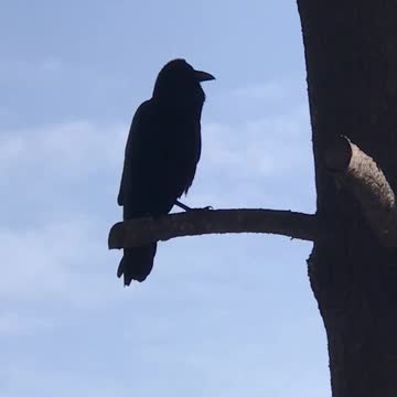 Raven friend