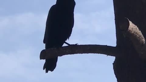 Raven friend