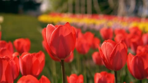 The beautiful sea of flowers brings you good mood