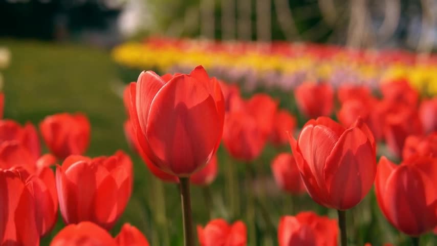 The beautiful sea of flowers brings you good mood