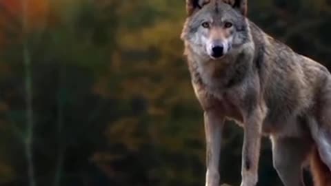 The wolves are really organized and disciplined...