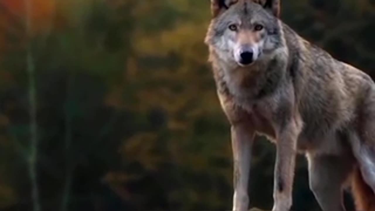 The wolves are really organized and disciplined...