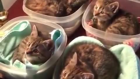 A group of cats