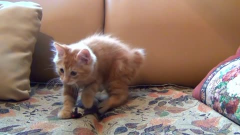 Little Kitten Plays with Her Toy Mouse