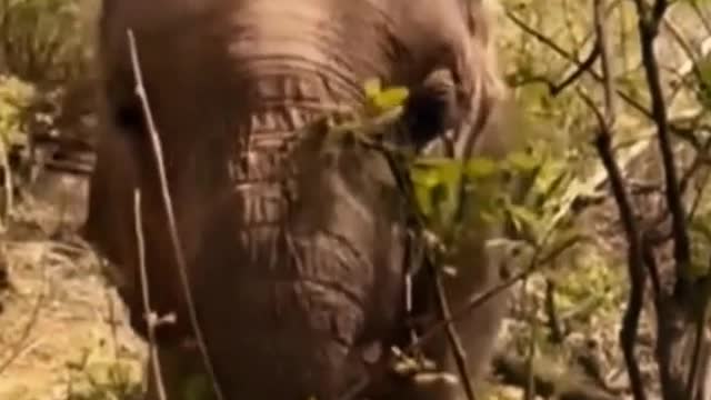 What's wrong with the elephant? Why doesn't it have a nose?