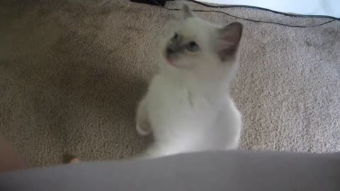 Best Funny Animal Videos Of The 2023 🤣 - Funniest Cats And Dogs Videos 😺😍