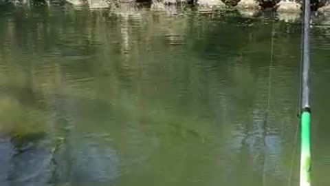 Akira the Dog Startles Himself by Touching Seaweed