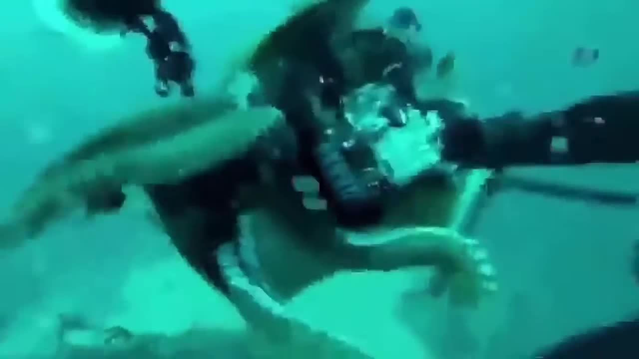 Marine Animals Attack Human Crocodile vs Human