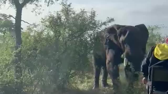 Scary! Elephant rams into safari vehicle near Hoedspruit [watch]