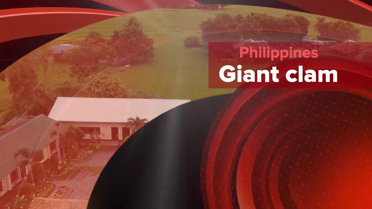 Philippines: Giant clam shells worth $25m seized in raid