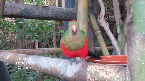 Sparrow sings in the forest