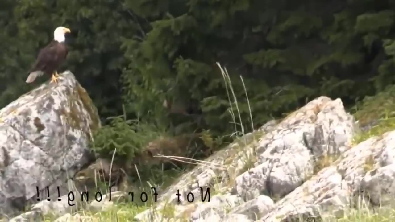 Wild Creatures life