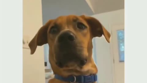 funny video