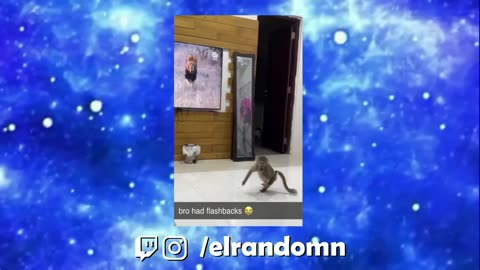 Compilation memes